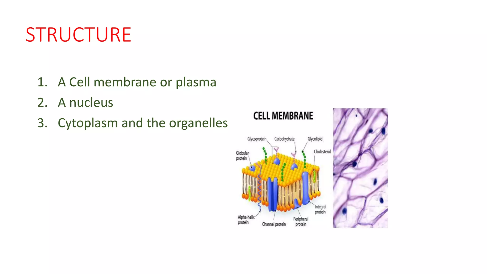 STRUCTURE
1. A Cell membrane or plasma
2. A nucleus
3. Cytoplasm and the organelles
 