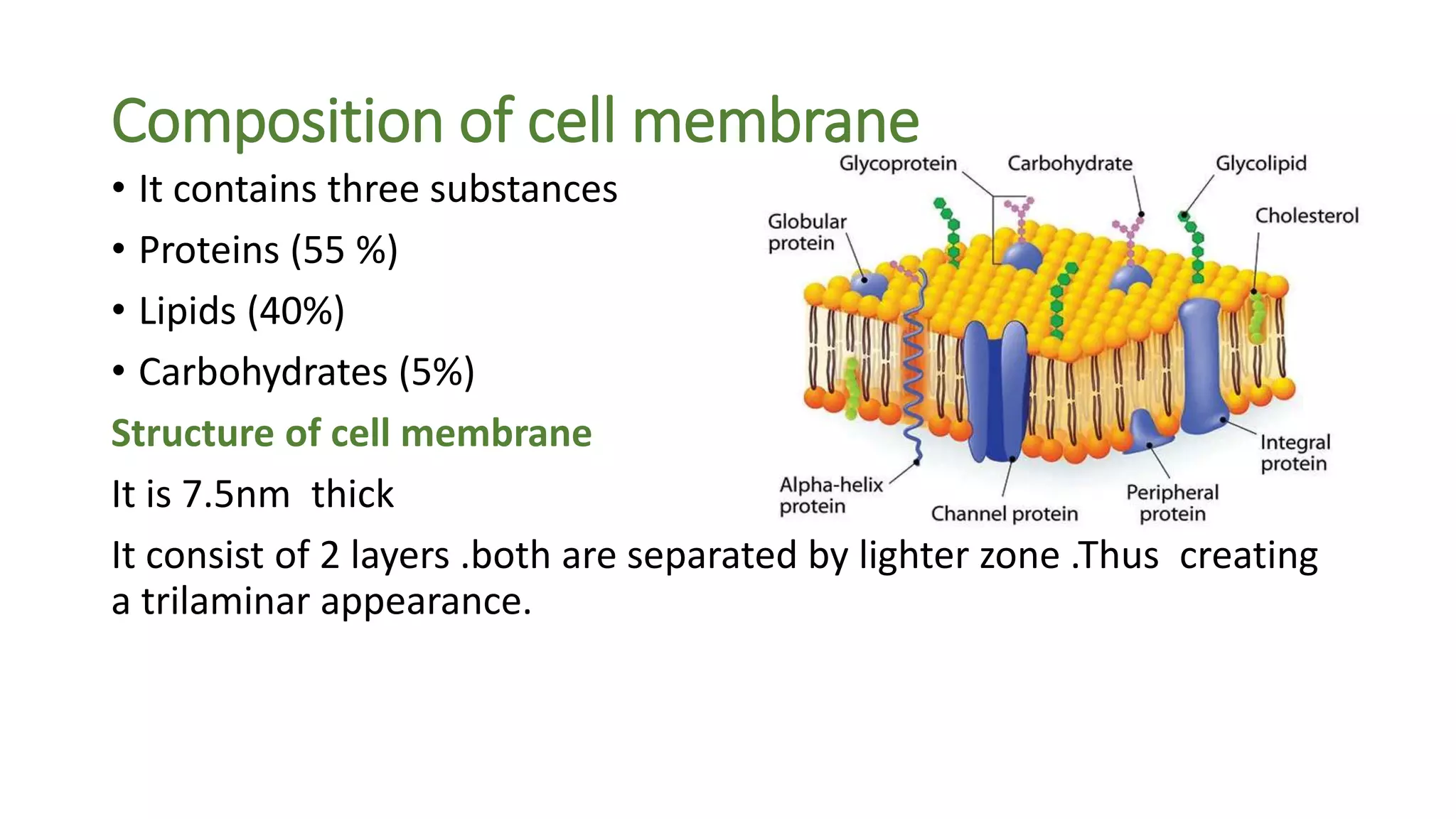 Composition of cell membrane
• It contains three substances
• Proteins (55 %)
• Lipids (40%)
• Carbohydrates (5%)
Structure of cell membrane
It is 7.5nm thick
It consist of 2 layers .both are separated by lighter zone .Thus creating
a trilaminar appearance.
 