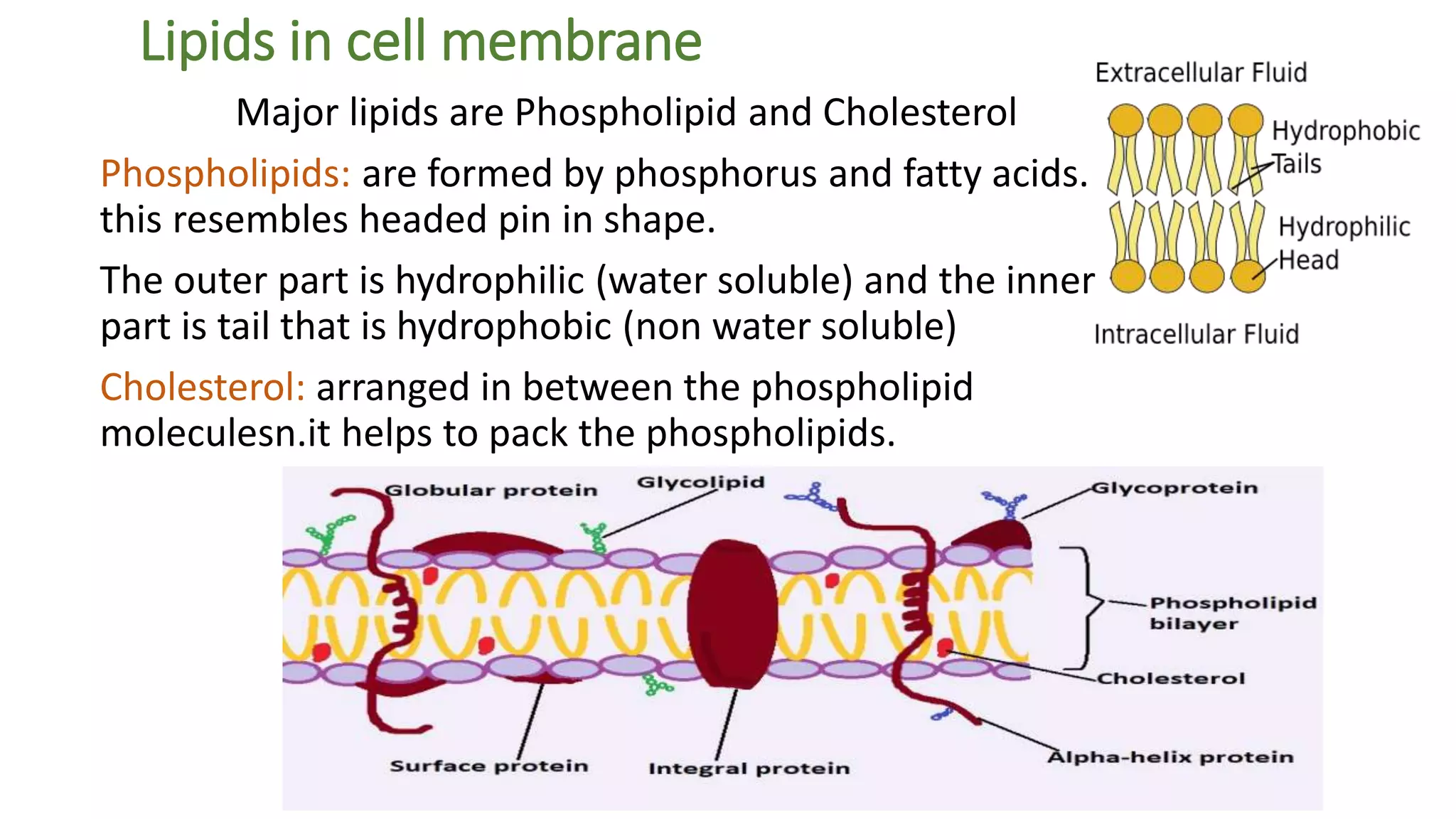 Lipids in cell membrane
Major lipids are Phospholipid and Cholesterol
Phospholipids: are formed by phosphorus and fatty acids.
this resembles headed pin in shape.
The outer part is hydrophilic (water soluble) and the inner
part is tail that is hydrophobic (non water soluble)
Cholesterol: arranged in between the phospholipid
moleculesn.it helps to pack the phospholipids.
 