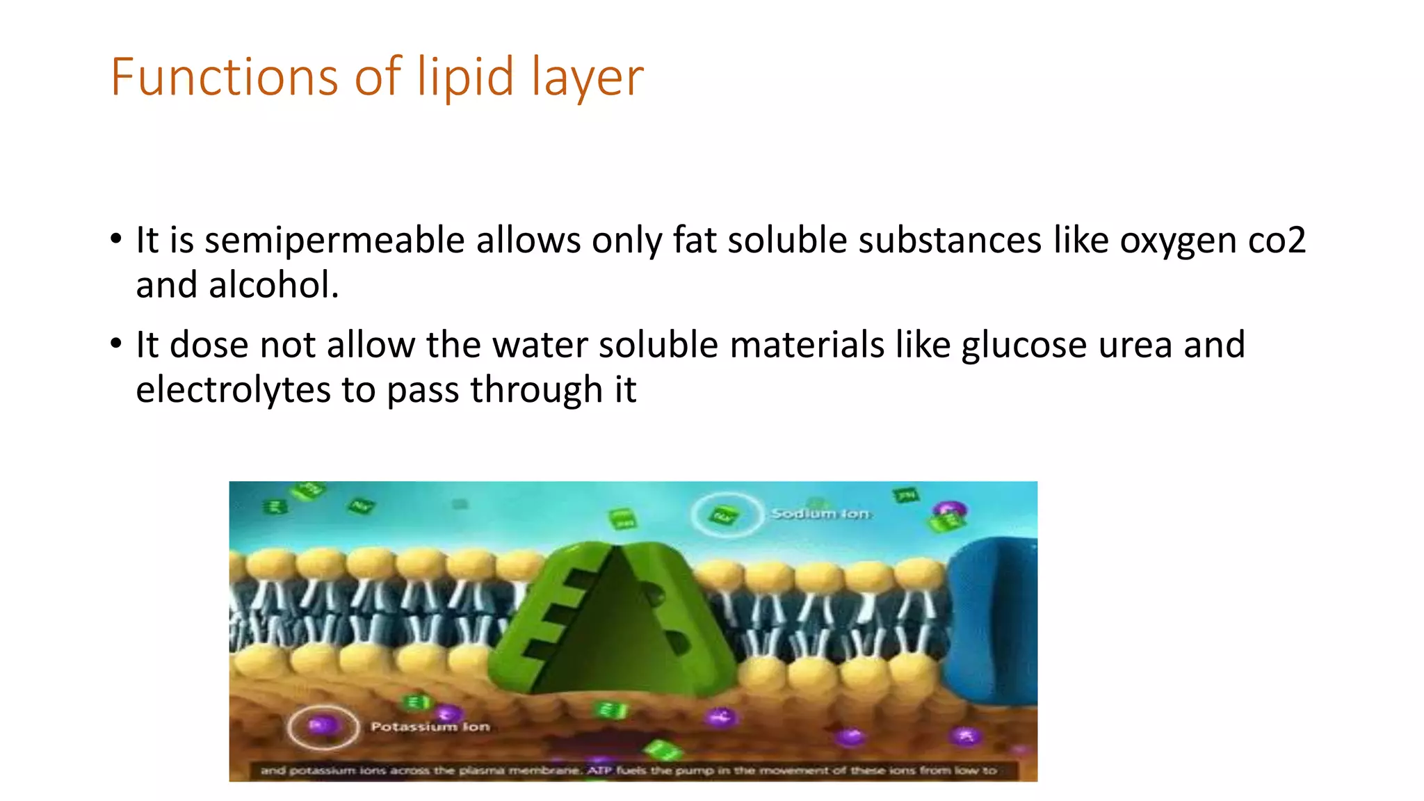 Functions of lipid layer
• It is semipermeable allows only fat soluble substances like oxygen co2
and alcohol.
• It dose not allow the water soluble materials like glucose urea and
electrolytes to pass through it
 