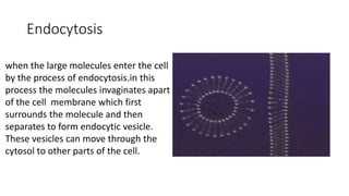Endocytosis
when the large molecules enter the cell
by the process of endocytosis.in this
process the molecules invaginates apart
of the cell membrane which first
surrounds the molecule and then
separates to form endocytic vesicle.
These vesicles can move through the
cytosol to other parts of the cell.
 