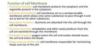 Function of cell Membrane
• Protective function :cell membrane protects the cytoplasm and the
organelles present in the cytoplasm.
• Selective permeability: cell membrane act as a semipermeable
membrane which allows only some substances to pass through it and
act as barrier for other substances.
• Absorptive Function : Nutrients are absorbed into the cell through the
cell membrane.
• Excretory function :metabolites and other waste products from the
cell are excreted through this membrane
• Exchange of gases: oxygen enters the cell and carbon dioxide leaves
the cell and enters the blood .
• Shape and size of the cell: cell membrane responsible for maintaining
shape and size of the cell.
 