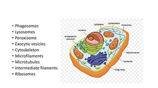 • Phagosomes
• Lysosomes
• Peroxisome
• Exocytic vesicles
• Cytoskeleton
• Microfilaments
• Microtubules
• Intermediate filaments
• Ribosomes
 