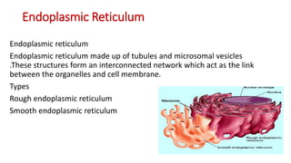Endoplasmic Reticulum
Endoplasmic reticulum
Endoplasmic reticulum made up of tubules and microsomal vesicles
.These structures form an interconnected network which act as the link
between the organelles and cell membrane.
Types
Rough endoplasmic reticulum
Smooth endoplasmic reticulum
 