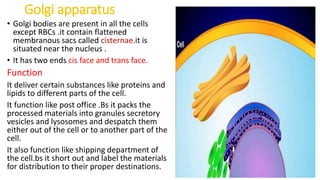Golgi apparatus
• Golgi bodies are present in all the cells
except RBCs .it contain flattened
membranous sacs called cisternae.it is
situated near the nucleus .
• It has two ends cis face and trans face.
Function
It deliver certain substances like proteins and
lipids to different parts of the cell.
It function like post office .Bs it packs the
processed materials into granules secretory
vesicles and lysosomes and despatch them
either out of the cell or to another part of the
cell.
It also function like shipping department of
the cell.bs it short out and label the materials
for distribution to their proper destinations.
 