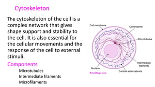 Cytoskeleton
The cytoskeleton of the cell is a
complex network that gives
shape support and stability to
the cell. It is also essential for
the cellular movements and the
response of the cell to external
stimuli.
Components
Microtubules
Intermediate filaments
Microfilaments
 