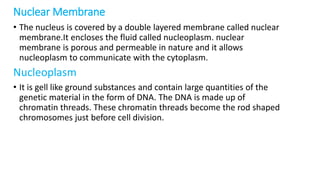 Nuclear Membrane
• The nucleus is covered by a double layered membrane called nuclear
membrane.It encloses the fluid called nucleoplasm. nuclear
membrane is porous and permeable in nature and it allows
nucleoplasm to communicate with the cytoplasm.
Nucleoplasm
• It is gell like ground substances and contain large quantities of the
genetic material in the form of DNA. The DNA is made up of
chromatin threads. These chromatin threads become the rod shaped
chromosomes just before cell division.
 