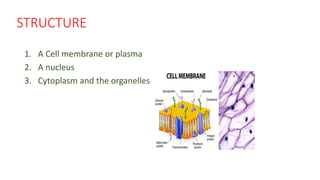 CELL STRUCTURE AND ITS FUNCTION pptx | PPT