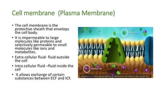 Cell membrane (Plasma Membrane)
• The cell membrane is the
protective sheath that envelops
the cell body.
• It is impermeable to large
molecules like proteins and
selectively permeable to small
molecules like ions and
metabolites.
• Extra cellular fluid- fluid outside
the cell
• Intra cellular fluid –fluid inside the
cell
• It allows exchange of certain
substances between ECF and ICF.
 