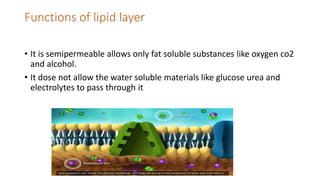 Functions of lipid layer
• It is semipermeable allows only fat soluble substances like oxygen co2
and alcohol.
• It dose not allow the water soluble materials like glucose urea and
electrolytes to pass through it
 