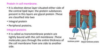 Protein in cell membrane.
• It is electron dense layer situated either side of
the central lipid layer. the protein substances
present in this layers are glycol protein .These
are classified into two
• Integral protein
• Peripheral proteins.
Integral proteins
• It is called as transmembrane protein are
tightly bound with the cell membrane .These
molecules pass through the entire thickness of
the cell membrane from one side to another
side.
 
