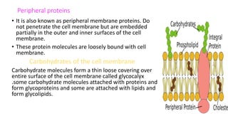 Peripheral proteins
• It is also known as peripheral membrane proteins. Do
not penetrate the cell membrane but are embedded
partially in the outer and inner surfaces of the cell
membrane.
• These protein molecules are loosely bound with cell
membrane.
Carbohydrates of the cell membrane
Carbohydrate molecules form a thin loose covering over
entire surface of the cell membrane called glycocalyx
.some carbohydrate molecules attached with proteins and
form glycoproteins and some are attached with lipids and
form glycolipids.
 