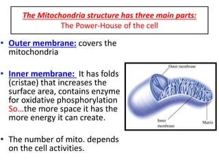 The Mitochondria structure has three main parts:
The Power-House of the cell
• Outer membrane: covers the
mitochondria
• Inner membrane: It has folds
(cristae) that increases the
surface area, contains enzyme
for oxidative phosphorylation
So…the more space it has the
more energy it can create.
• The number of mito. depends
on the cell activities.
 