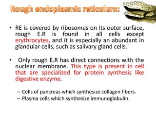 • RE is covered by ribosomes on its outer surface,
rough E.R is found in all cells except
erythrocytes, and it is especially an abundant in
glandular cells, such as salivary gland cells.
• Only rough E.R has direct connections with the
nuclear membrane. This type is present in cell
that are specialized for protein synthesis like
digestive enzyme.
– Cells of pancreas which synthesize collagen fibers.
– Plasma cells which synthesize immunoglobulin.
 