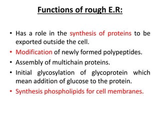 Functions of rough E.R:
• Has a role in the synthesis of proteins to be
exported outside the cell.
• Modification of newly formed polypeptides.
• Assembly of multichain proteins.
• Initial glycosylation of glycoprotein which
mean addition of glucose to the protein.
• Synthesis phospholipids for cell membranes.
 