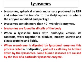 Lysosomes
• Lysosomes, spherical membranous sacs produced by RER
and subsequently transfer to the Golgi apparatus where
the enzyme modified and package .
• Lysosomes contain more than 40 hydrolytic enzymes.
• Lysosomes are found in all cells of the body
• When a lysosome fuses with endocytic vesicle, its
contents, work together to produce, modify, secrete and
digest proteins and lipids.
• When membrane is digested by lysosomal enzymes this
process called autodigestion, parts of a cell may be broken
down by the lysosomes. Some human diseases are caused
by the lack of a particular lysosome enzyme.
 