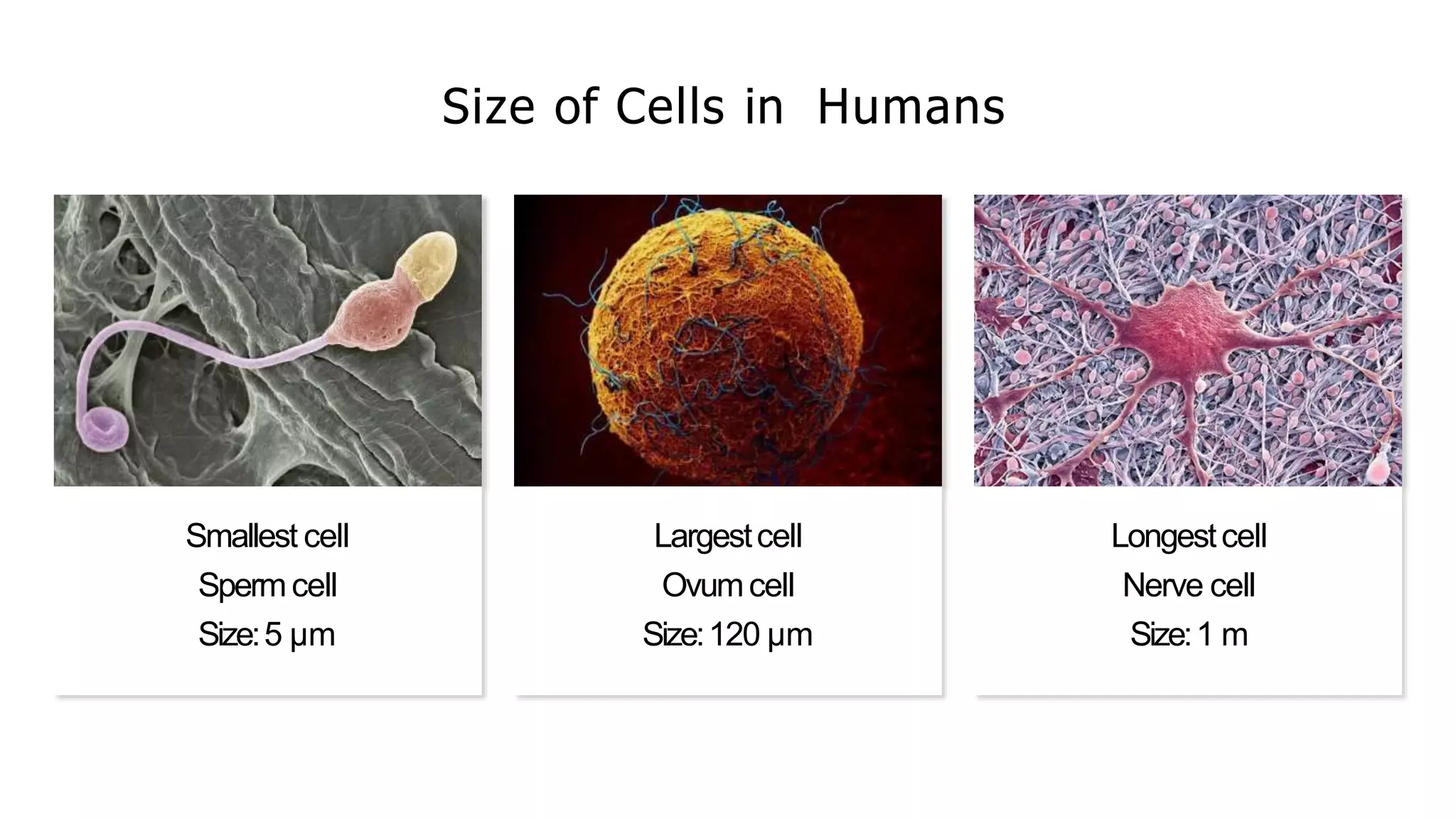 Size of Cells in Humans
Smallest cell
Spermcell
Size:5 µm
Largestcell
Ovumcell
Size:120 µm
Longestcell
Nerve cell
Size:1 m
 