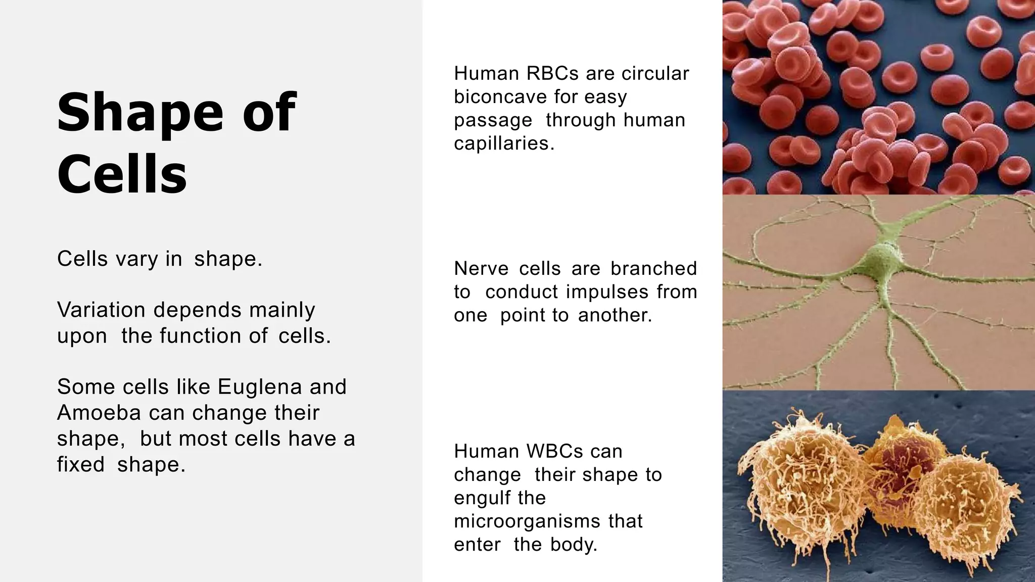 Shape of
Cells
Cells vary in shape.
Variation depends mainly
upon the function of cells.
Some cells like Euglena and
Amoeba can change their
shape, but most cells have a
fixed shape.
Human RBCs are circular
biconcave for easy
passage through human
capillaries.
Nerve cells are branched
to conduct impulses from
one point to another.
Human WBCs can
change their shape to
engulf the
microorganisms that
enter the body.
 