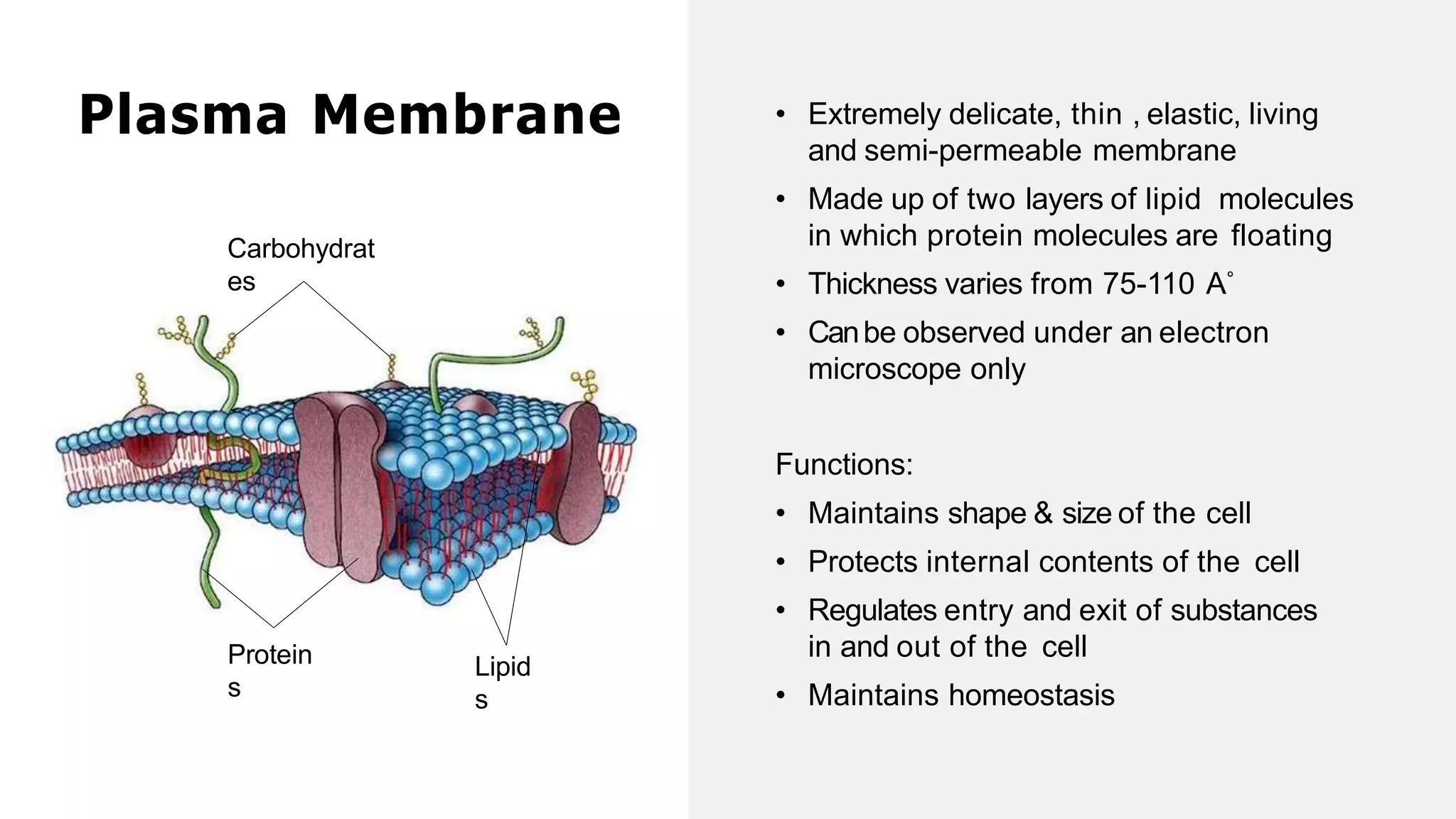 Plasma Membrane
Carbohydrat
es
Protein
s
Lipid
s
• Extremely delicate, thin , elastic, living
and semi-permeable membrane
• Made up of two layers of lipid molecules
in which protein molecules are floating
• Thickness varies from 75-110 A˚
• Canbe observed under an electron
microscope only
Functions:
• Maintains shape & size of the cell
• Protects internal contents of the cell
• Regulates entry and exit of substances
in and out of the cell
• Maintains homeostasis
 