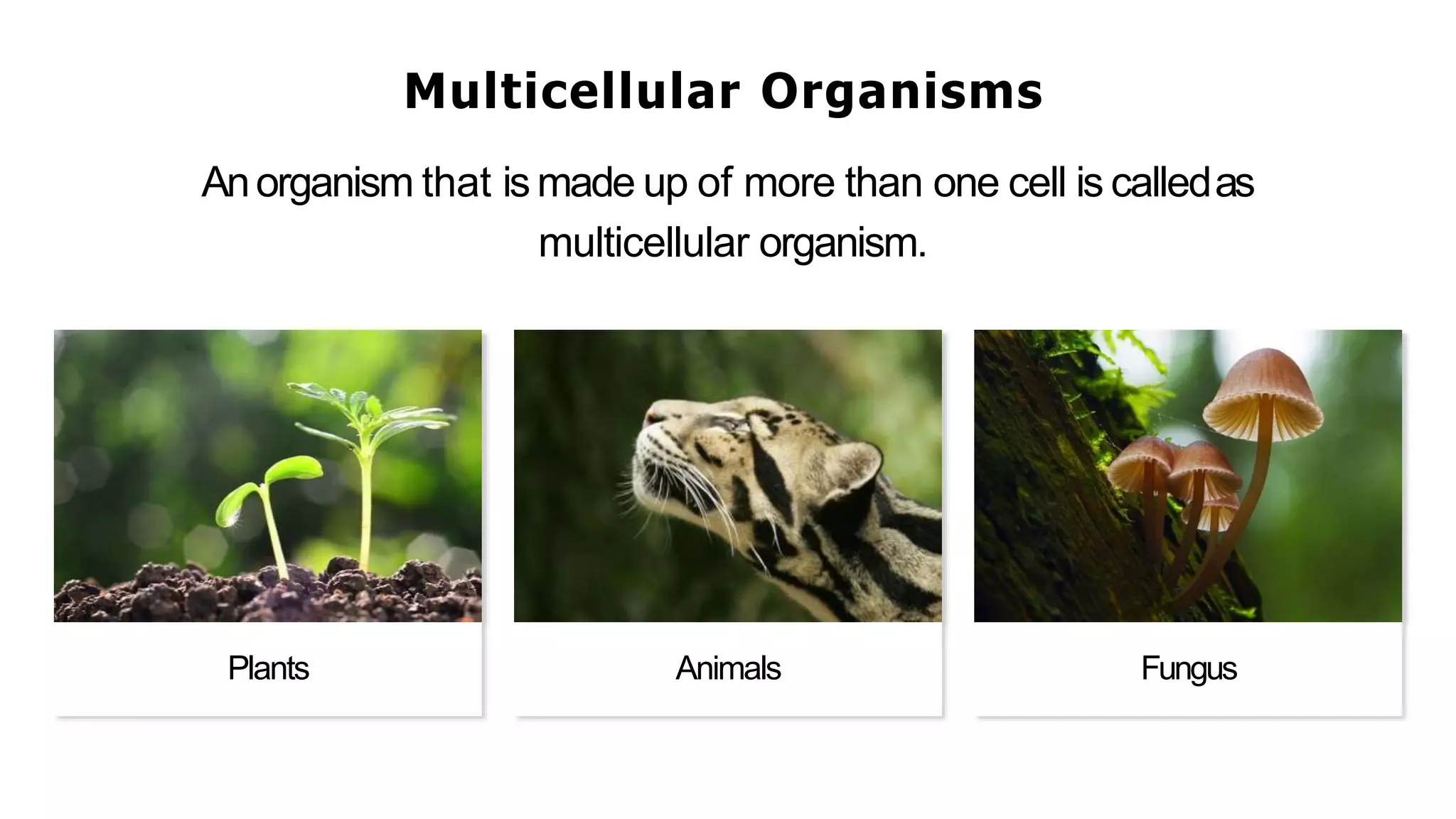 Multicellular Organisms
Anorganism that is made up of more than one cell is calledas
multicellular organism.
Plants Animals Fungus
 