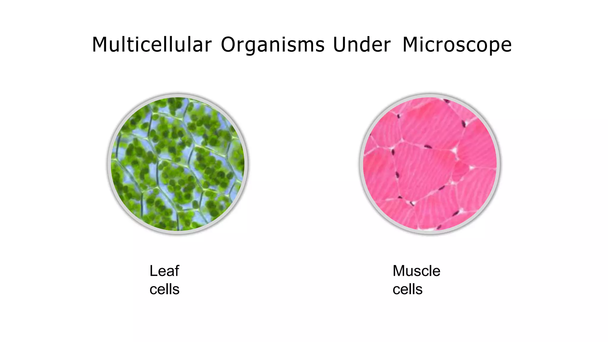 Multicellular Organisms Under Microscope
Leaf
cells
Muscle
cells
 