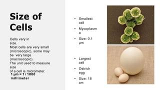 Size of
Cells
Cells vary in
size.
Most cells are very small
(microscopic), some may
be very large
(macroscopic).
The unit used to measure
size
of a cell is micrometer.
• Smallest
cell
• Mycoplasm
a
• Size: 0.1
µm
• Largest
cell
• Ostrich
egg
• Size: 18
cm
1 µm = 1 / 1000
millimeter
 