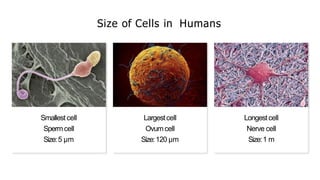 Size of Cells in Humans
Smallest cell
Spermcell
Size:5 µm
Largestcell
Ovumcell
Size:120 µm
Longestcell
Nerve cell
Size:1 m
 