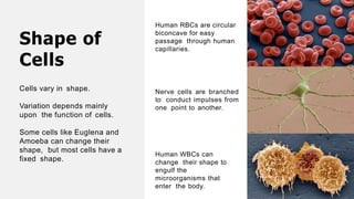 Shape of
Cells
Cells vary in shape.
Variation depends mainly
upon the function of cells.
Some cells like Euglena and
Amoeba can change their
shape, but most cells have a
fixed shape.
Human RBCs are circular
biconcave for easy
passage through human
capillaries.
Nerve cells are branched
to conduct impulses from
one point to another.
Human WBCs can
change their shape to
engulf the
microorganisms that
enter the body.
 