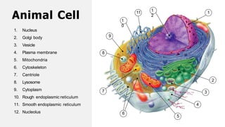 1
2
3
4
5
7
8
9
1
0
11
1
2
Animal Cell
1. Nucleus
2. Golgi body
3. Vesicle
4. Plasma membrane
5. Mitochondria
6. Cytoskeleton
7. Centriole
8. Lysosome
9. Cytoplasm
10. Rough endoplasmic reticulum
11. Smooth endoplasmic reticulum
12. Nucleolus 6
 