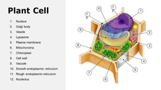 Plant Cell
1. Nucleus
2. Golgi body
3. Vesicle
4. Lysosome
5. Plasma membrane
6. Mitochondria
7. Chloroplast
8. Cell wall
9. Vacuole
10. Smooth endoplasmic reticulum
11. Rough endoplasmic reticulum
12. Nucleolus
1
2
3
4
5
1
2
11
1
0
9
6
7
8
 