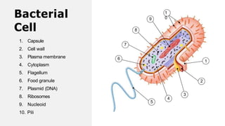 1. Capsule
2. Cell wall
3. Plasma membrane
4. Cytoplasm
5. Flagellum
6. Food granule
7. Plasmid (DNA)
8. Ribosomes
9. Nucleoid
10. Pili
1
2
4
9
8
7
3
5
6
1
0
Bacterial
Cell
 
