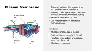 Plasma Membrane
Carbohydrat
es
Protein
s
Lipid
s
• Extremely delicate, thin , elastic, living
and semi-permeable membrane
• Made up of two layers of lipid molecules
in which protein molecules are floating
• Thickness varies from 75-110 A˚
• Canbe observed under an electron
microscope only
Functions:
• Maintains shape & size of the cell
• Protects internal contents of the cell
• Regulates entry and exit of substances
in and out of the cell
• Maintains homeostasis
 