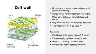 Cell wall
Cellulos
e
Plasma
membrane
Hemicellulos
e
• Non-living and outermost covering of acell
(plants & bacteria)
• Canbe tough, rigid and sometimes flexible
• Made up of cellulose, hemicellulose and
pectin
• May be thin or thick, multilayered structure
• Thickness varies from 50-1000 A˚
Pecti
n
Functions:
• Provides definite shape, strength & rigidity
• Prevents drying up(desiccation) of cells
• Helps in controlling cell expansion
• Protects cell from external pathogens
 