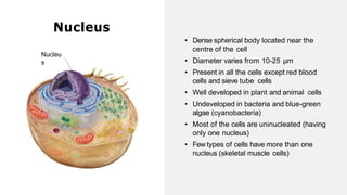 • Dense spherical body located near the
centre of the cell
• Diameter varies from 10-25 µm
• Present in all the cells except red blood
cells and sieve tube cells
• Well developed in plant and animal cells
• Undeveloped in bacteria and blue-green
algae (cyanobacteria)
• Most of the cells are uninucleated (having
only one nucleus)
• Few types of cells have more than one
nucleus (skeletal muscle cells)
Nucleus
Nucleu
s
 