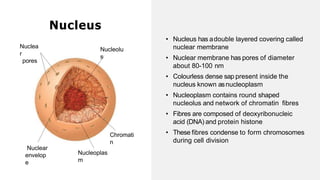 Nucleus
Nucleolu
s
Chromati
n
Nucleoplas
m
Nuclear
envelop
e
Nuclea
r
pores
• Nucleus has adouble layered covering called
nuclear membrane
• Nuclear membrane has pores of diameter
about 80-100 nm
• Colourless dense sap present inside the
nucleus known asnucleoplasm
• Nucleoplasm contains round shaped
nucleolus and network of chromatin fibres
• Fibres are composed of deoxyribonucleic
acid (DNA) and protein histone
• These fibres condense to form chromosomes
during cell division
 