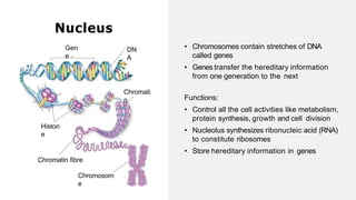 • Chromosomes contain stretches of DNA
called genes
• Genes transfer the hereditary information
from one generation to the next
Nucleus
Chromatin fibre
Chromosom
e
Chromati
n
Histon
e
DN
A
Gen
e
Functions:
• Control all the cell activities like metabolism,
protein synthesis, growth and cell division
• Nucleolus synthesizes ribonucleic acid (RNA)
to constitute ribosomes
• Store hereditary information in genes
 