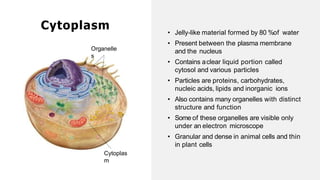• Jelly-like material formed by 80 %of water
• Present between the plasma membrane
and the nucleus
• Contains aclear liquid portion called
cytosol and various particles
• Particles are proteins, carbohydrates,
nucleic acids, lipids and inorganic ions
• Also contains many organelles with distinct
structure and function
• Some of these organelles are visible only
under an electron microscope
• Granular and dense in animal cells and thin
in plant cells
Cytoplasm
Organelle
s
Cytoplas
m
 
