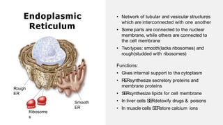 Endoplasmic
Reticulum
Rough
ER
Ribosome
s
• Network of tubular and vesicular structures
which are interconnected with one another
• Some parts are connected to the nuclear
membrane, while others are connected to
the cell membrane
• Two types: smooth(lacks ribosomes) and
rough(studded with ribosomes)
Functions:
• Gives internal support to the cytoplasm
• RERsynthesize secretory proteins and
membrane proteins
• SERsynthesize lipids for cell membrane
• In liver cells SERdetoxify drugs & poisons
• In muscle cells SERstore calcium ions
Smooth
ER
 