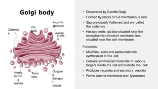 Trans
face
• Discovered by Camillo Golgi
• Formed by stacks of 5-8 membranous sacs
• Sacsare usually flattened and are called
the cisternae
• Hastwo ends: cis face situated near the
endoplasmic reticulum and trans face
situated near the cell membrane
Functions:
• Modifies, sorts and packs materials
synthesized in the cell
• Delivers synthesized materials to various
targets inside the cell and outside the cell
• Produces vacuoles and secretory vesicles
• Forms plasma membrane and lysosomes
Cis
face
Cisterna
e
Lume
n
Incomin
g
transpor
t
vesicle
Outgoin
g
transpor
t
vesicle
Newly
formin
g
vesicle
Golgi body
 