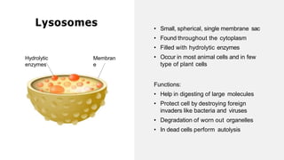• Small, spherical, single membrane sac
• Found throughout the cytoplasm
• Filled with hydrolytic enzymes
• Occur in most animal cells and in few
type of plant cells
Functions:
• Help in digesting of large molecules
• Protect cell by destroying foreign
invaders like bacteria and viruses
• Degradation of worn out organelles
• In dead cells perform autolysis
Lysosomes
Membran
e
Hydrolytic
enzymes
 