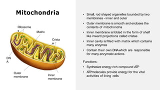 • Small, rod shaped organelles bounded by two
membranes - inner and outer
• Outer membrane is smooth and encloses the
contents of mitochondria
• Inner membrane is folded in the form of shelf
like inward projections called cristae
• Inner cavity is filled with matrix which contains
many enzymes
• Contain their own DNAwhich are responsible
for many enzymatic actions
Functions:
• Synthesize energy rich compound A
TP
• A
TPmolecules provide energy for the vital
activities of living cells
Mitochondria
Outer
membrane
Inner
membrane
Ribosome
s Matrix
DN
A
Crista
e
 
