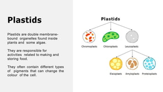 Plastids
Plastids are double membrane-
bound organelles found inside
plants and some algae.
They are responsible for
activities related to making and
storing food.
They often contain different types
of pigments that can change the
colour of the cell.
 