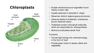 • Double membrane-bound organelles found
mainly in plant cells
• Usually spherical or discoidal in shape
• Shows two distinct regions-grana and stroma
• Grana are stacks of thylakoids (membrane-
bound, flattened discs)
• Thylakoids contain chlorophyll molecules
which are responsible for photosynthesis
• Stroma is acolourless dense fluid
Functions:
• Convert light energy into chemical energy
in the form of food
• Provide green colour to leaves, stems and
vegetables
Chloroplasts
Strom
a
Granu
m
Inner
membran
e
Outer
membran
e
Thylakoi
d
 