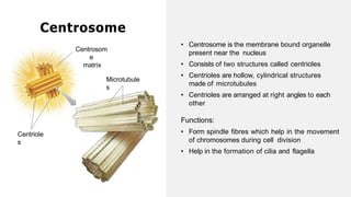• Centrosome is the membrane bound organelle
present near the nucleus
• Consists of two structures called centrioles
• Centrioles are hollow, cylindrical structures
made of microtubules
• Centrioles are arranged at right angles to each
other
Functions:
• Form spindle fibres which help in the movement
of chromosomes during cell division
• Help in the formation of cilia and flagella
Centrosome
Centrosom
e
matrix
Centriole
s
Microtubule
s
 