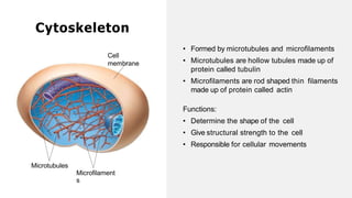 • Formed by microtubules and microfilaments
• Microtubules are hollow tubules made up of
protein called tubulin
• Microfilaments are rod shaped thin filaments
made up of protein called actin
Functions:
• Determine the shape of the cell
• Give structural strength to the cell
• Responsible for cellular movements
Cytoskeleton
Cell
membrane
Microtubules
Microfilament
s
 