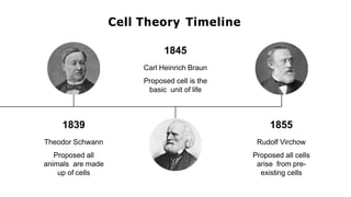 1839
Theodor Schwann
Proposed all
animals are made
up of cells
1845
Carl Heinrich Braun
Proposed cell is the
basic unit of life
1855
Rudolf Virchow
Proposed all cells
arise from pre-
existing cells
Cell Theory Timeline
 