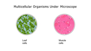 Multicellular Organisms Under Microscope
Leaf
cells
Muscle
cells
 