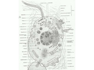 COMPONENT PARTS OF THE CELL
• Cell membrane
• Cytoplasm and Organelles
• Nucleus
Cytoplasmic components are usually not
di...