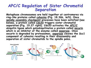 APC/C Regulation of Sister Chromatid
Separation
Metaphase chromosomes are held together at centromeres via
ring-like proteins called cohesins (Fig. 18.36b, left). Once
spindle-assembly checkpoint processes have been satisfied (see
below), a protein called Cdc20 triggers sister chromatid
separation (Fig. 19.27 right). Cdc20 activates the APC/C
ubiquitin ligase which polyubiquitinates a protein called securin
which is an inhibitor of the enzyme called separase. Once
securin is degraded by proteasomes, separase cleaves the Scc1
component of cohesins resulting in their disassembly and
separation of sister chromatids to the spindle poles.
 
