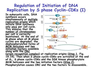 Regulation of Initiation of DNA
Replication by S phase Cyclin-CDKs (I)
In eukaryotic cells, DNA
synthesis occurs
simultaneously at multiple
replication origins which
initiate DNA synthesis
only once per cell cycle.
This ensures that the
number of chromosomes
per cell is correctly
maintained. At the end of
M phase when all M phase
cyclins are degraded, the
dephosphorylated forms of
MCM helicases and two
initiation factors assemble
along with the ORC
(origin recognition complex) at replication origins (Step 1, Fig.
19.19). Then when S phase cyclin-CDKs are activated at the end
of G1, S phase cyclin-CDKs and the DDK kinase phosphorylate
MCM helicases and the two initiation factors (Step 2).
Phosphorylation causes ORC and the two factors to disassemble.
 